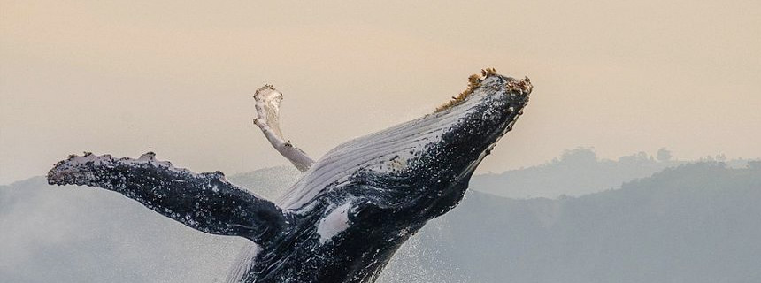 河南中维电器有限公司